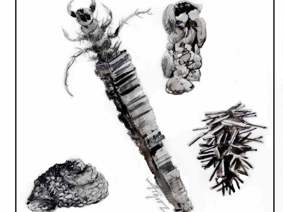 The Outside Story: Winter stream creatures